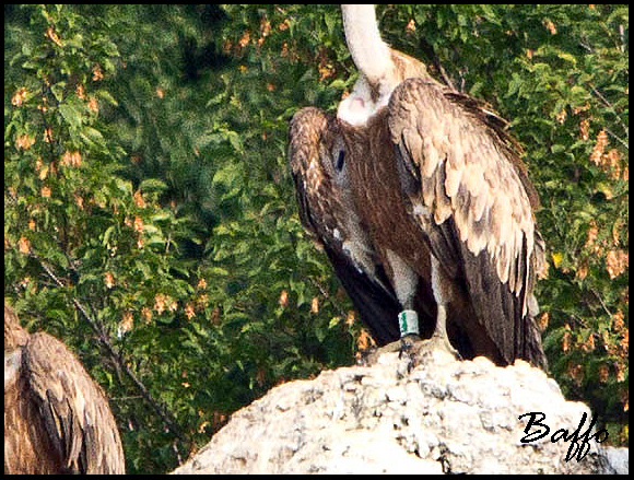 Finalmente i grifoni!